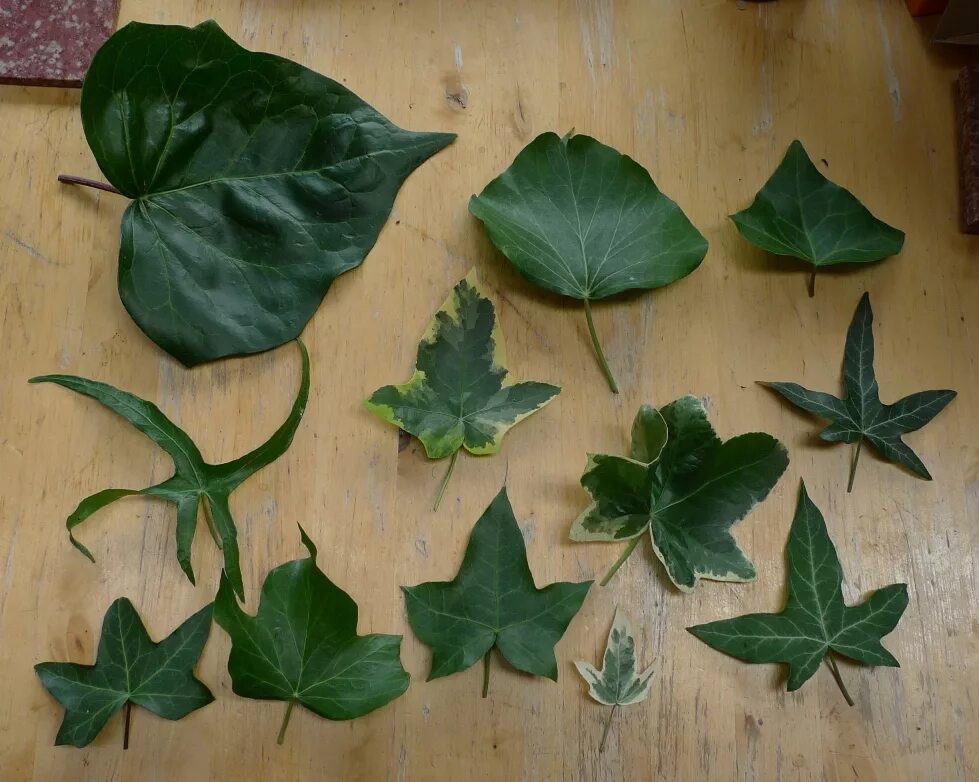 Разновидности плюща комнатного фото и названия Ivy Houseplants Types