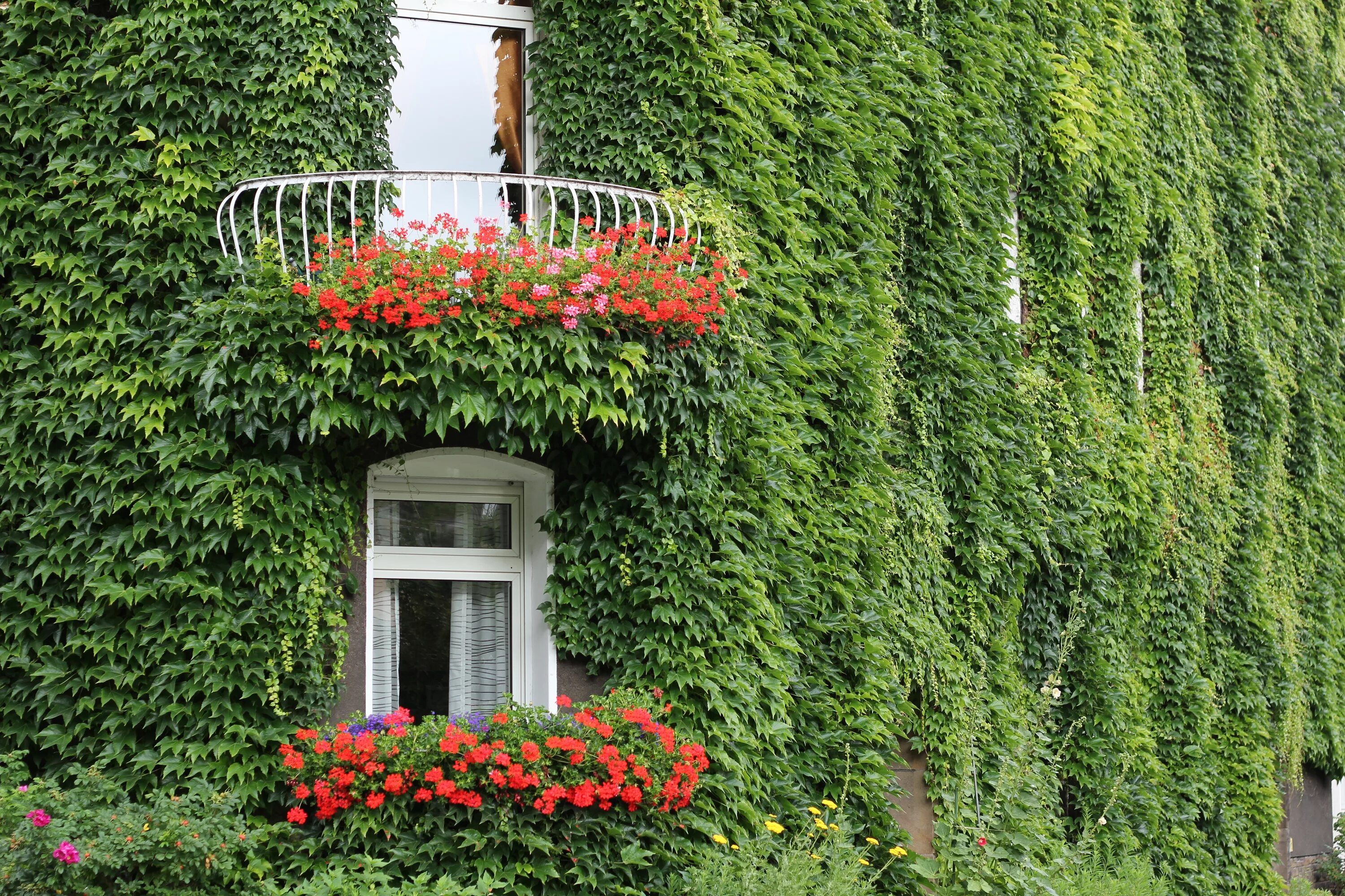 Разновидности плюща садового фото Free Images : tree, architecture, lawn, flower, window, building, wall, evergree