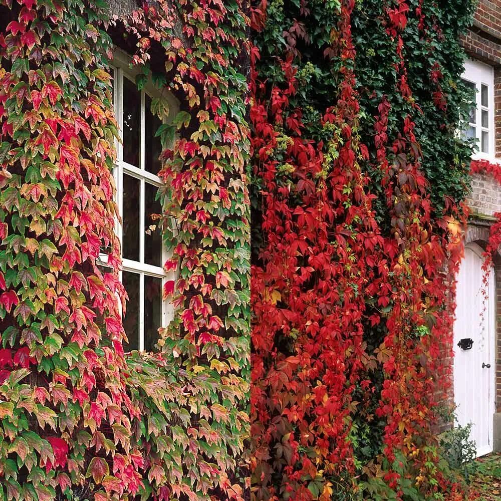 Разновидности плюща садового фото Afbeeldingsresultaat voor Parthenocissus Parthenocissus tricuspidata, Boston ivy