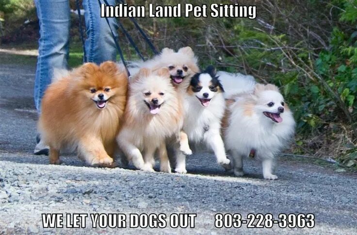 Разновидности померанских шпицев фото Indian Land Pet Sitting 803-228-3963 #IndianLand #Dogs #Cats Cute dogs, Happy an