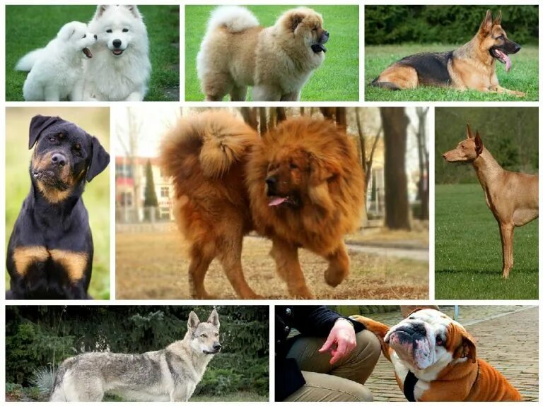 Разновидности породы собак фото Most Popular Dog Breeds in Pakistan