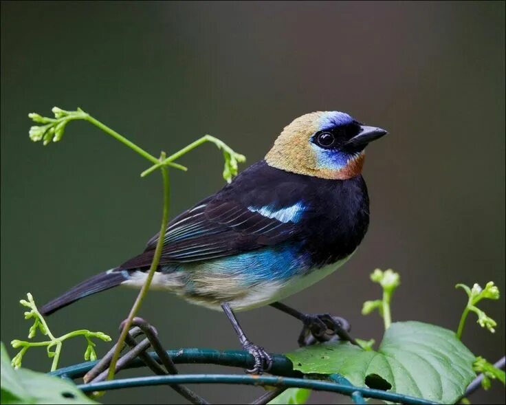 Разновидности птиц фото Pin by Valeri Lera on Bird Paradise Cerro azul, Bird life list, Beautiful birds