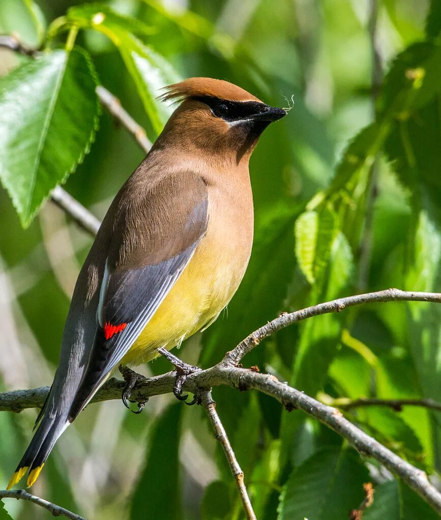 Разновидности птиц фото Cedar Waxwing (Bombycilla cedrorum) Best viewed large. Fou. Flickr