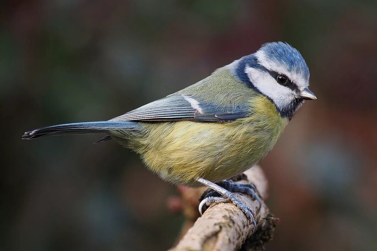 Разновидности птиц фото File:Eurasian blue tit Lancashire 2.jpg - Wikipedia