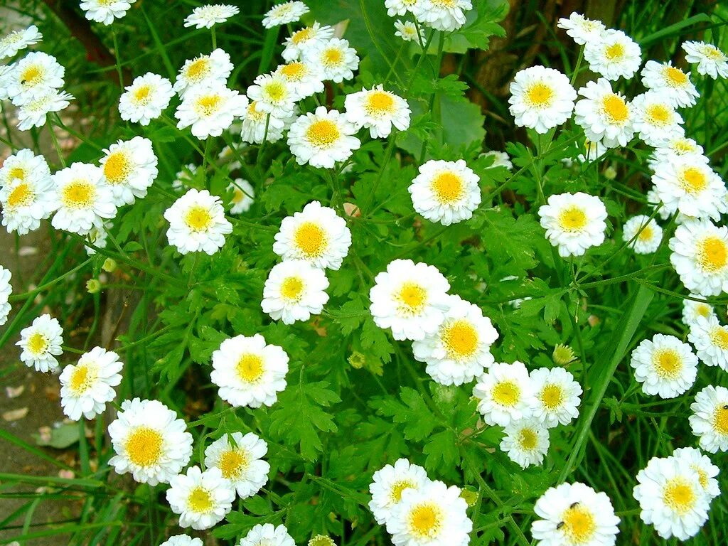 Разновидности ромашек садовых фото с названиями camomille / camomile dans mon jardin OliBac Flickr