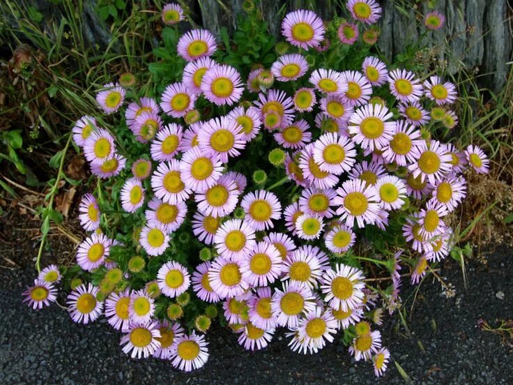 Разновидности ромашек садовых фото с названиями Erigeron glaucus (Seaside Daisy) - World of Flowering Plants Planting flowers, P