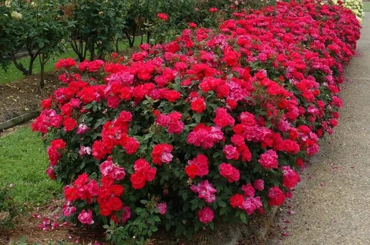 Разновидности роз для сада с фото 13 Reasons Why Knockout Roses Make the Greatest Landscaping Plant Knockout roses