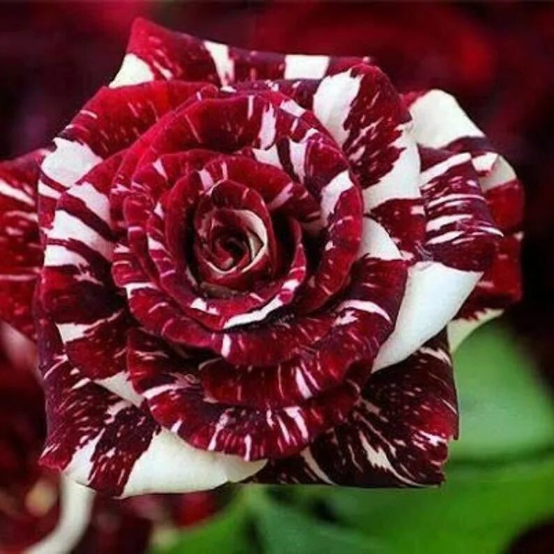 Разновидности роз с фото и описанием Dark red white rose seeds359 flower roses seedsroses from Etsy