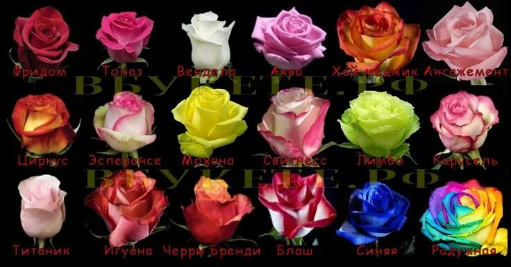 Разновидности роз с фото и описанием Types of Roses from Holland