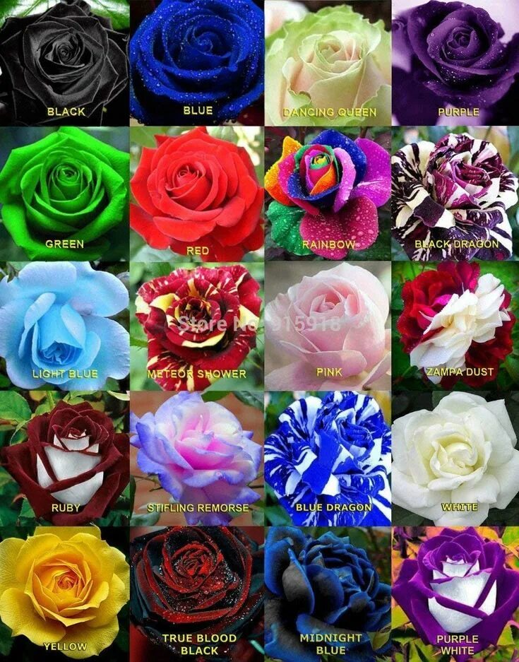 Разновидности роз с фото и описанием Floral Treasure Mixed Rare Color Rose Flower Seeds - Pack of 20 Seeds Rose seeds