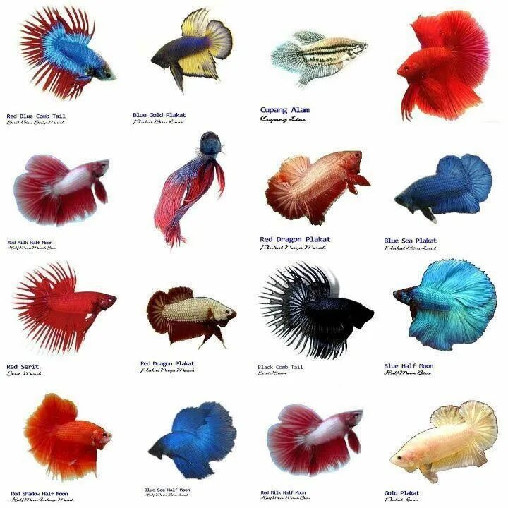 Разновидности рыбок фото Small Aquarium Fish List Tropical fish aquarium, Betta fish types, Betta fish