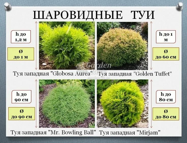 Разновидности шаровидных туй фото и названия Туя - идеальное растение! in 2024 Conifers garden, Small front yard landscaping,