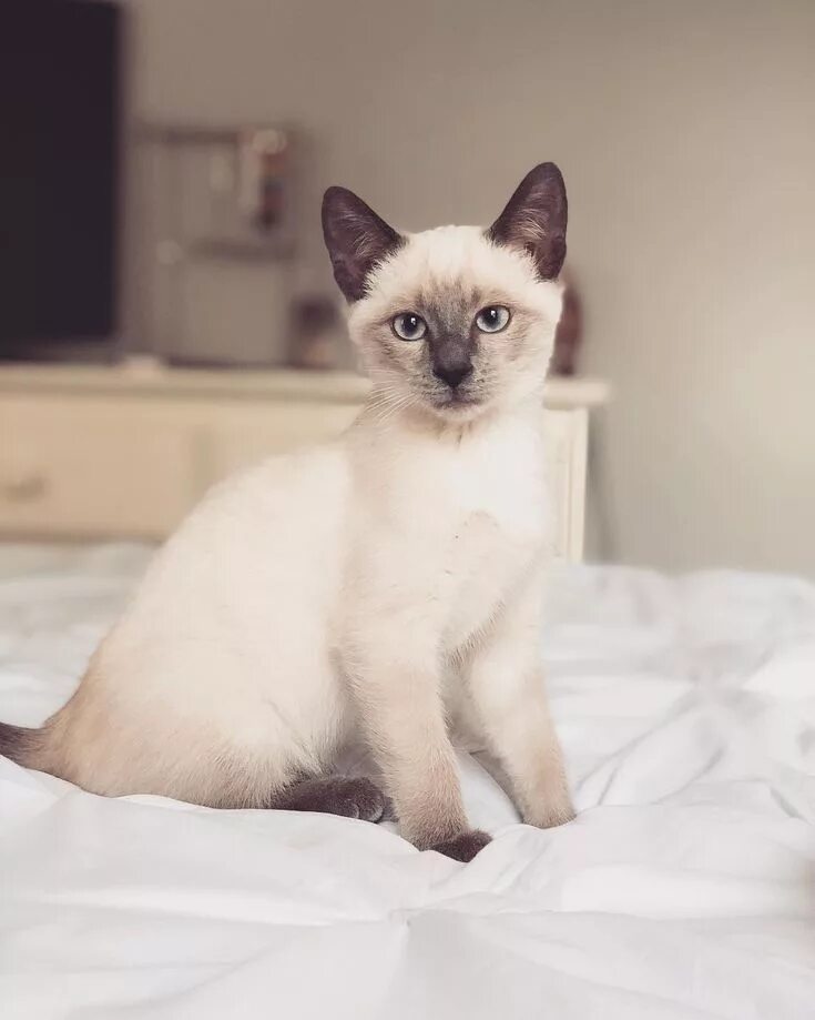 Разновидности сиамских кошек с фото 7 Mysteriously Beautiful Siamese Cats and Kittens Siamese cats, Siamese cats fac