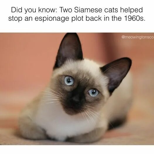 Разновидности сиамских кошек с фото 9 Fascinating Facts About Siamese Cats in 2024 Siamese cats, Cats, Siamese