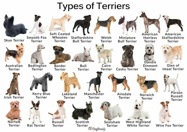 Разновидности собак фото с названием Terriers are a kind of dog belonging to a certain breed or landrace of Terrier o