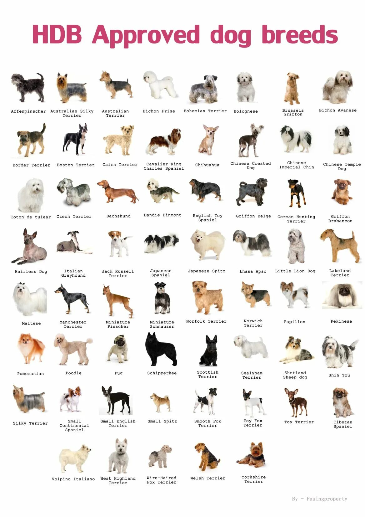 Разновидности собак фото с названием Types of Pets Allowed in HDB Dog breeds list, Dog breeds chart, Hairless dog