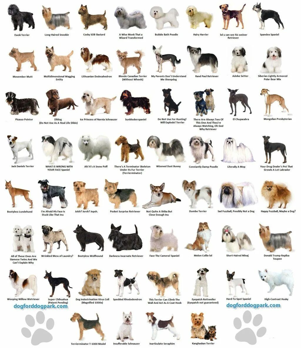 Разновидности собак фото с названием WeRateDogs (@dog_rates) Dog breeds chart, Dog breeds, Best dog breeds