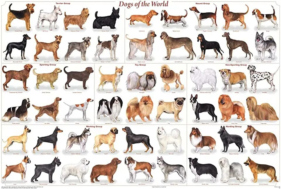Разновидности собак фото с названием Amazon.com: Akc Dog Breed Poster