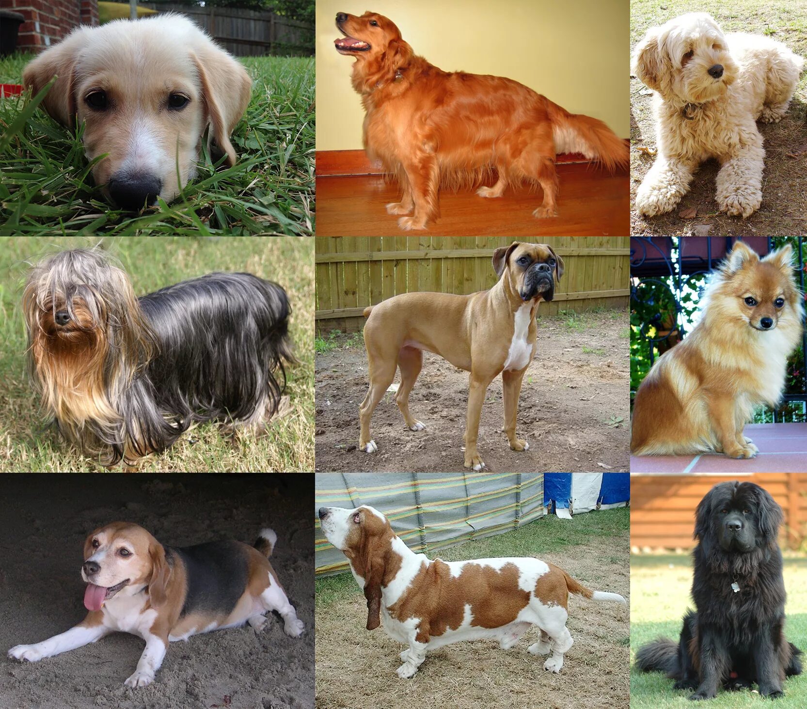 Разновидности собак фото с названием Файл:Collage of Nine Dogs.jpg - Вікіпедія
