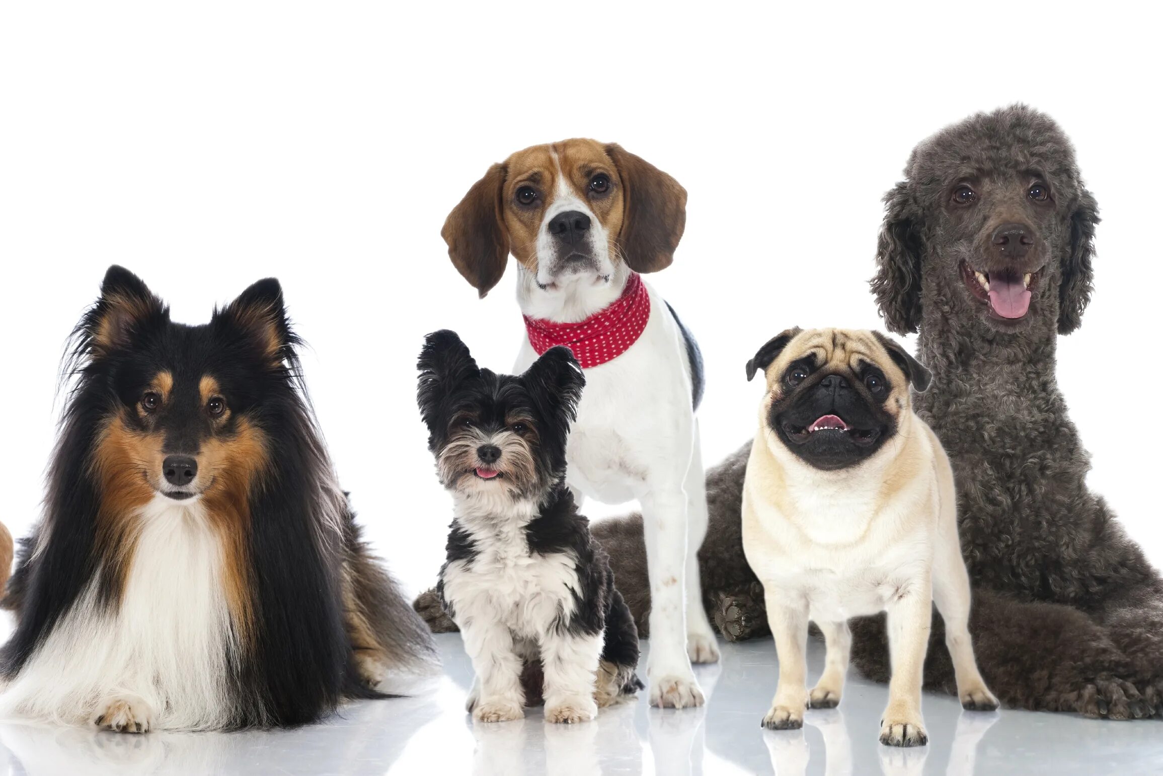 Разновидности собак фото с названием Voici le top 5 des races de chiens préférées des Français