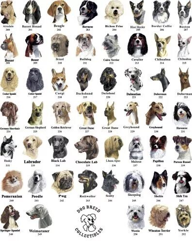 Разновидности собак фото с названием Top 10 aggressive dog breeds ideas and inspiration