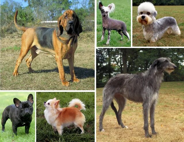 Разновидности собак породы фото и названия Файл:Dog morphological variation.png - Википедия