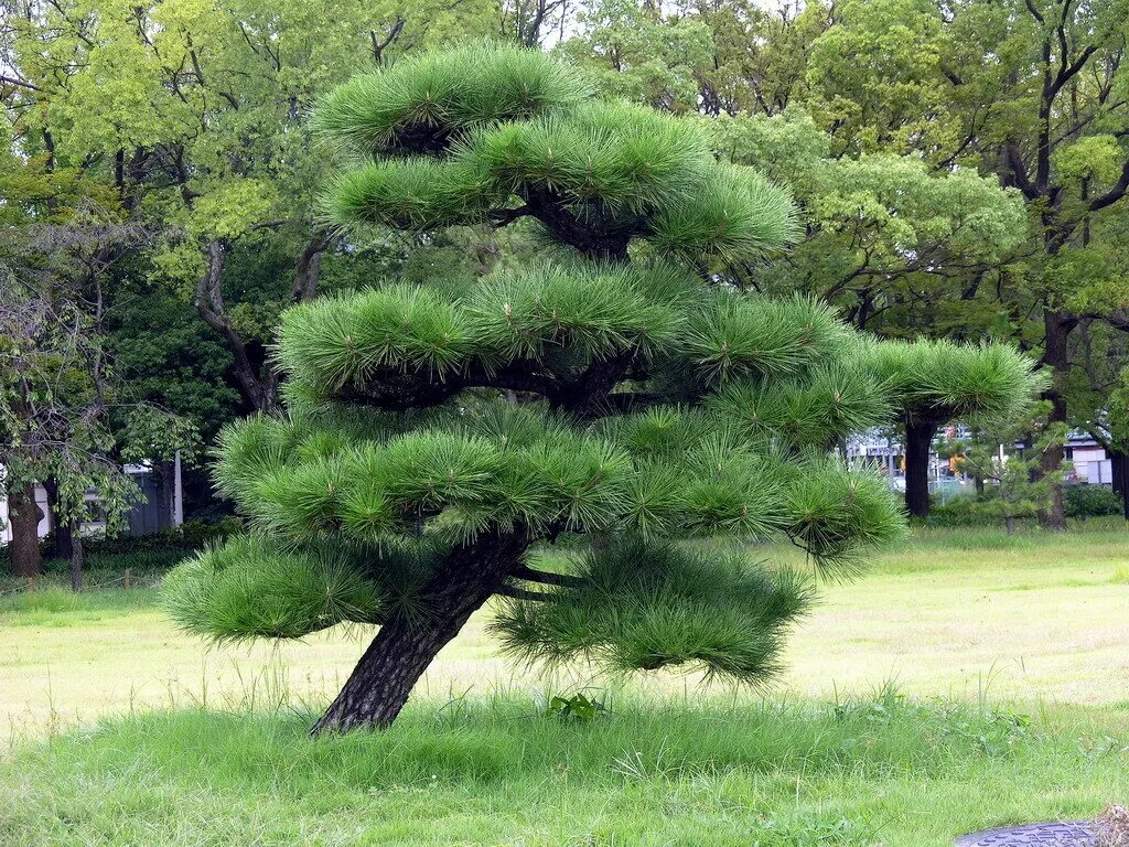 Разновидности сосен фото и названия Pinus thunbergii (Сосна Тунберга, Сосна японская черная) 5шт Сбор 23г