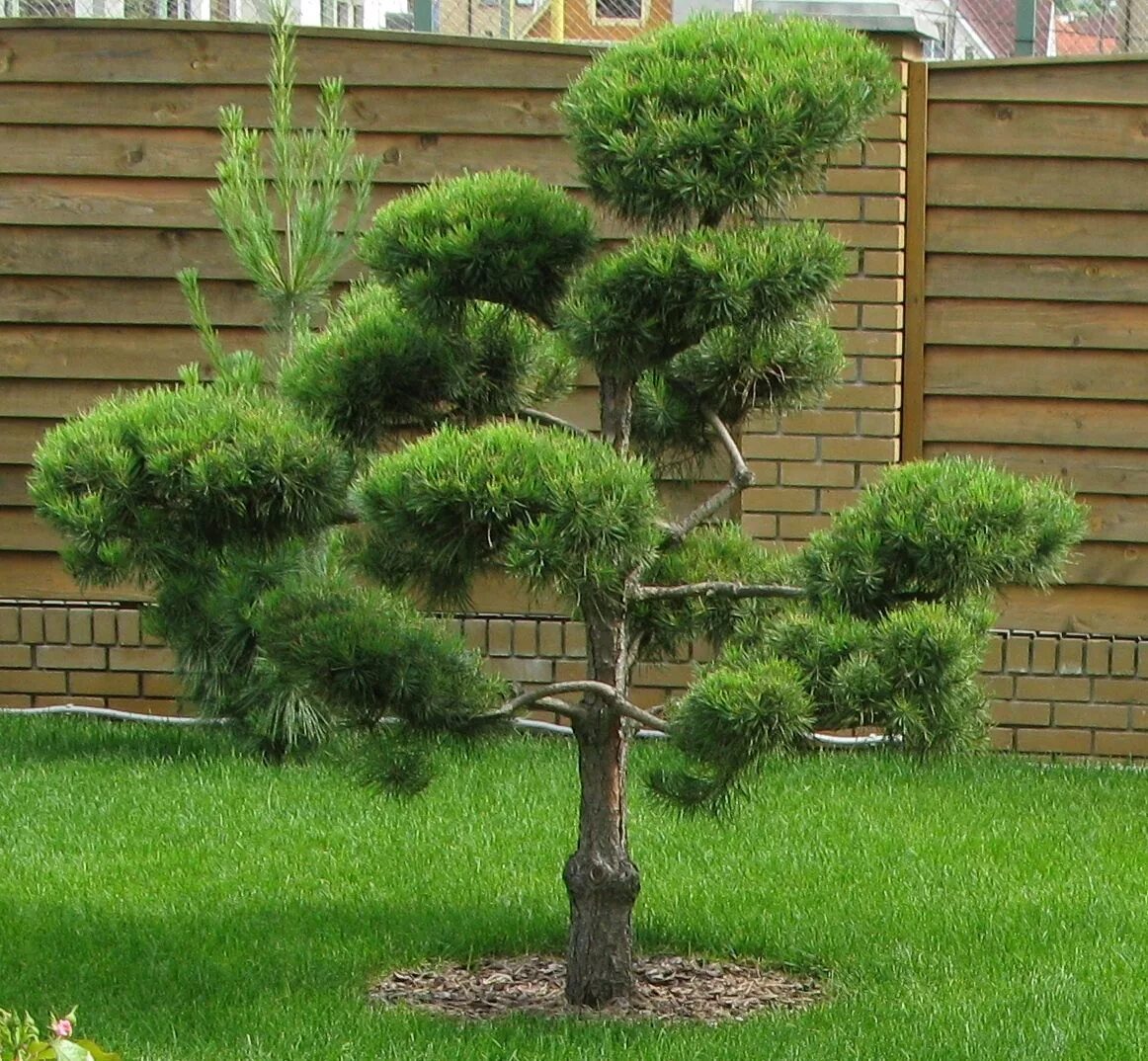 ШОТЛАНДСКАЯ СОСНА АВСТРИЙСКАЯ Pinus Sylvestris - 30+ СЕМЯН eBay