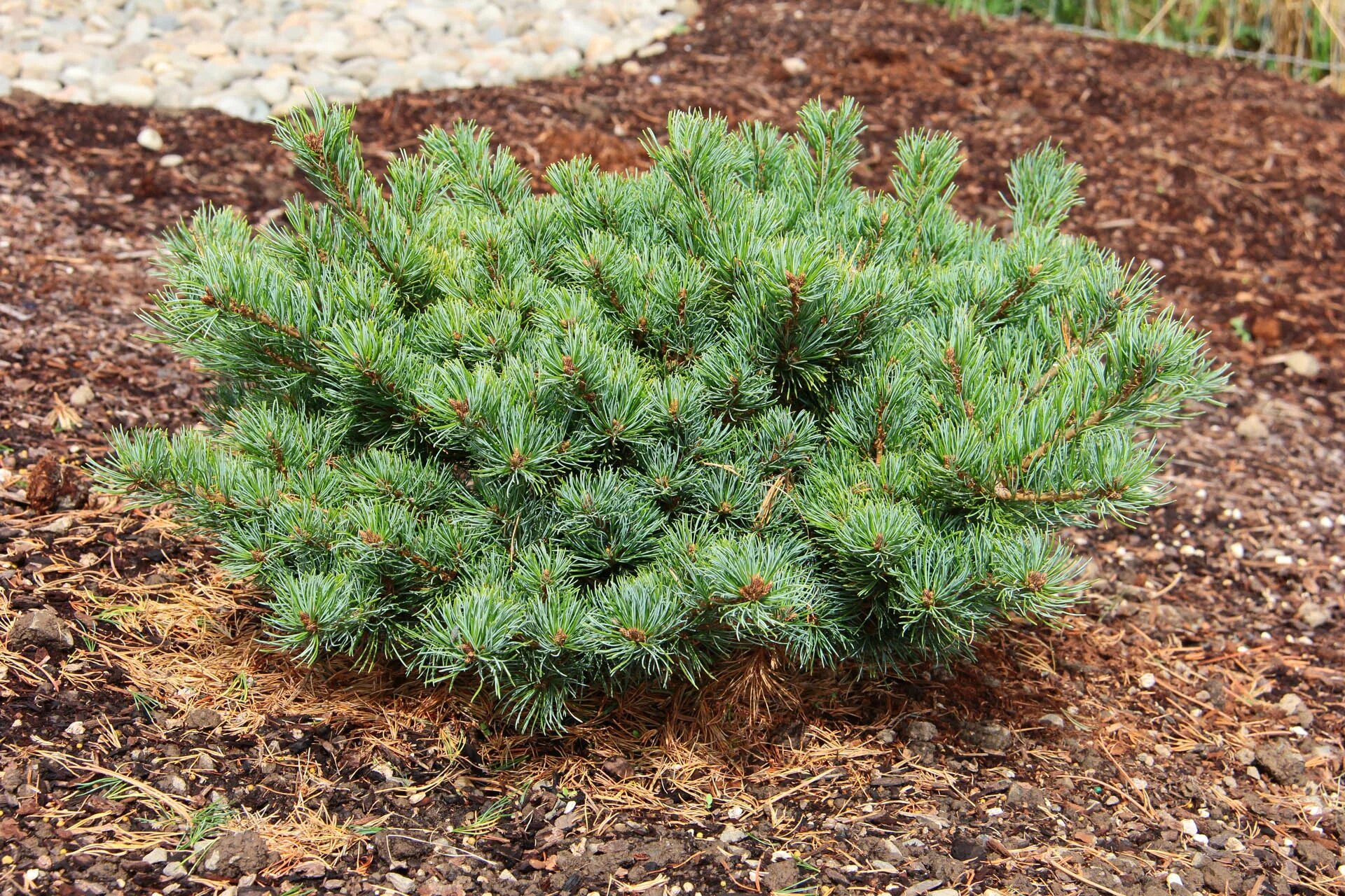 Разновидности сосен фото и названия для сада Shop Pinus parviflora 'Little Hedgehog' Japanese White Pine