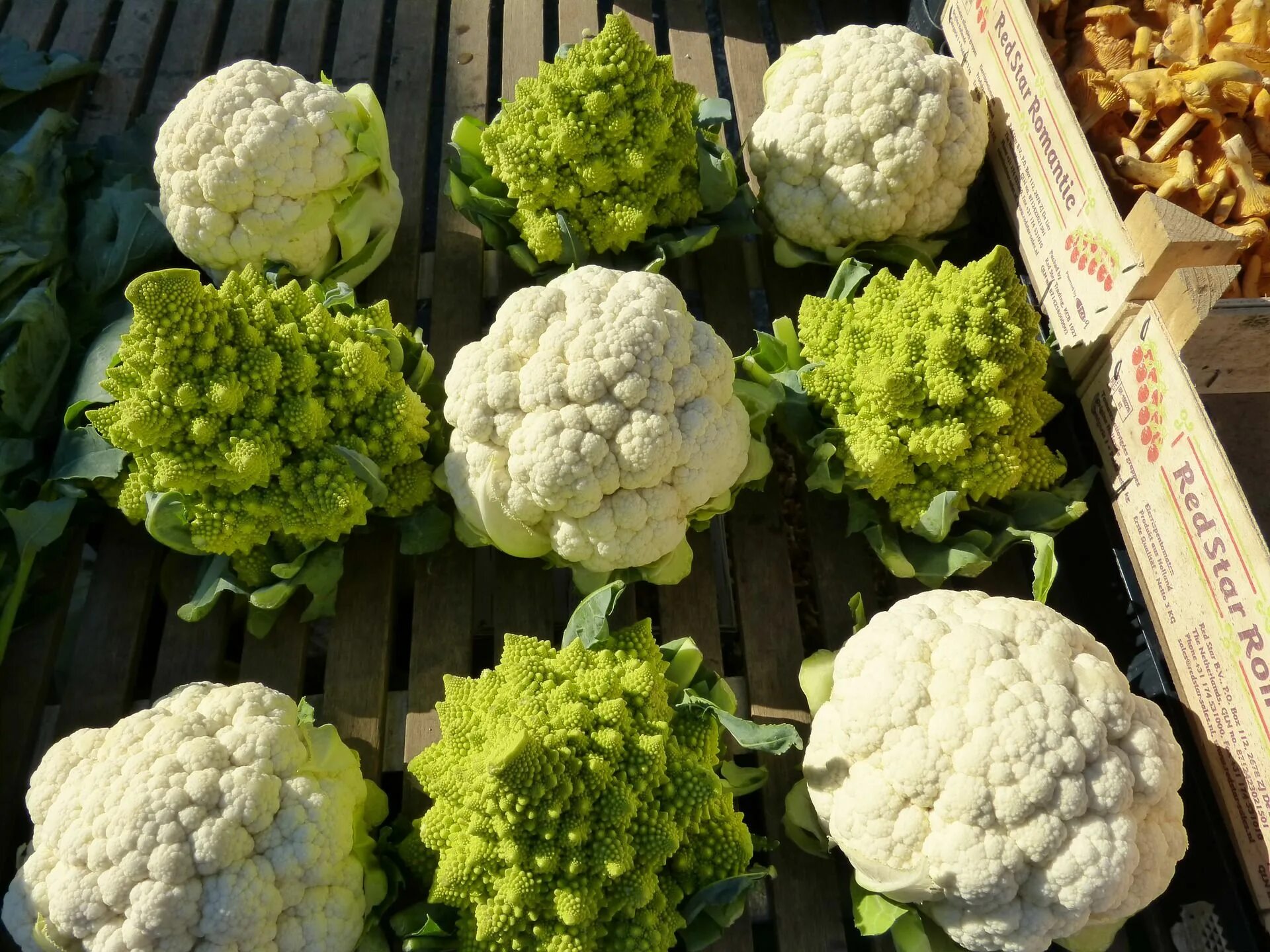 Разновидности цветной капусты фото How to Grow Cauliflower