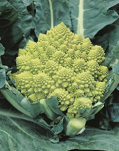 Разновидности цветной капусты фото ROMANESCO NATALINO CAULIFLOWER, Conventional Seeds ⋆ De Corato Sementi