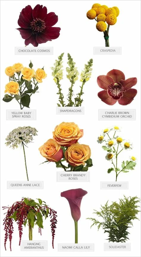 Разновидности цветов для букетов фото и названия Beautiful Flower Combinations for Your Garden