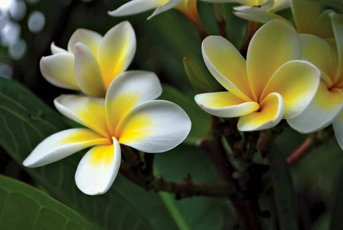 Разновидности цветов фото Frangipani Description, Tree, Flowers, Propagation, & Facts Britannica