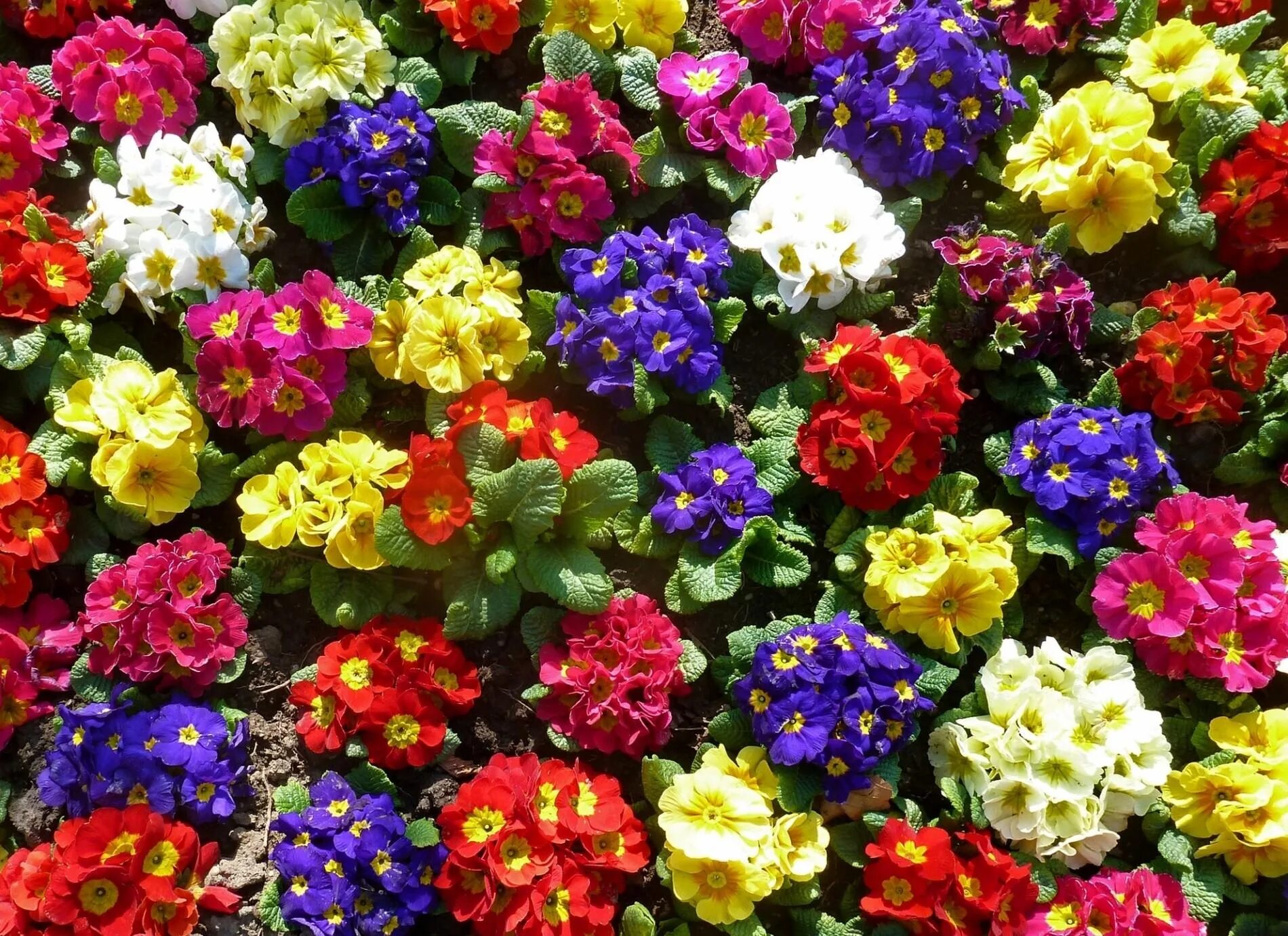 Разновидности цветов фото Mobile wallpaper: Greens, Colorful, Ground, Priming, Primrose, Flowers, Bright, 