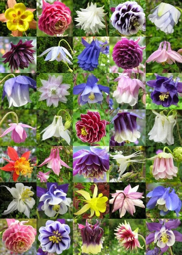 Разновидности цветов фото и описание Rachel the Gardener: How to: Cut back Aquilegia Columbine flower, Seeds, Seed ca