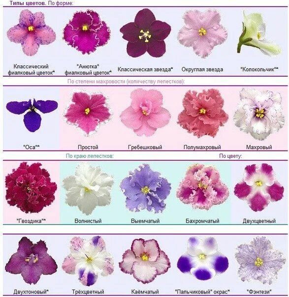 Разновидности цветов фото и описание Части растений для детей: схемы и картинки Сенполия, Фиалки, Балконные цветы