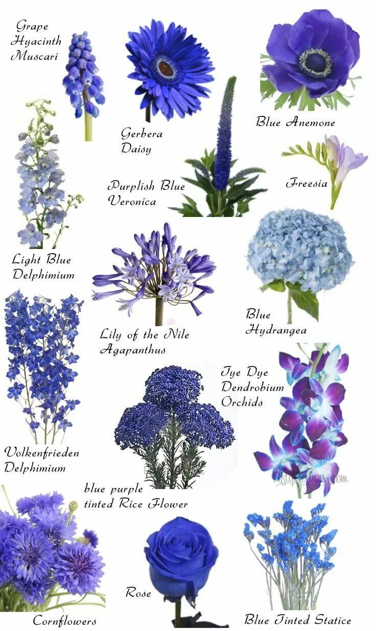 Разновидности цветов фото и описание Flower names by Color Blue wedding flowers, Beautiful flowers, Blue flowers