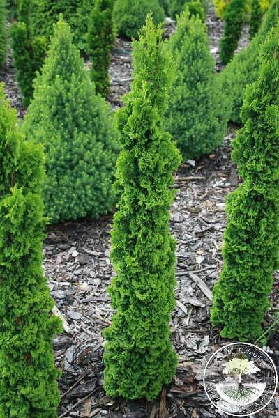 Разновидности туи фото и название цена Туя западная Спиралис Мини / Нана (Thuja occidentalis Spiralis Mini / Nana) купи