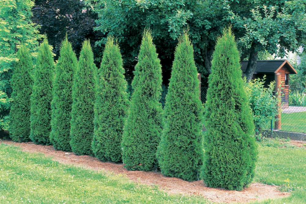 Разновидности туи фото с названиями и описанием Growing 'Emerald Green' Arborvitae in the Landscape Fast growing shrubs, Backyar