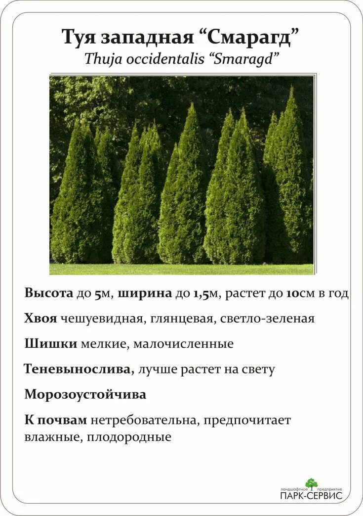 Разновидности туи смарагд фото и описание Хвойные Идеи для садового дизайна, Уличные растения, Теневыносливые растения