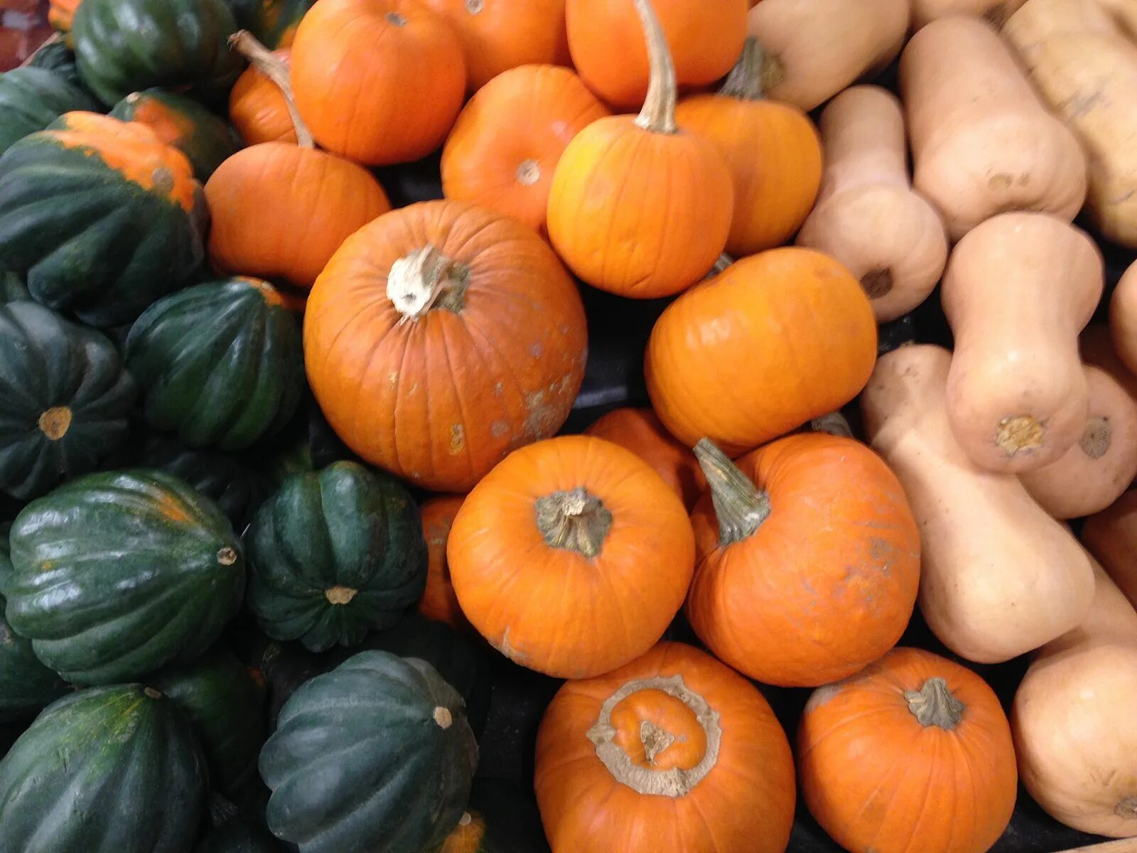 Разновидности тыквы фото Archivo:Pumpkins and Squash Display.JPG - Wikcionario, el diccionario libre