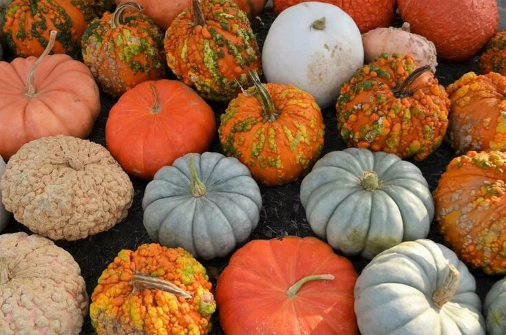 Разновидности тыквы фото и названия Pick a Peck of Pumpkins - Lewis Ginter Botanical Garden in 2023 Lewis ginter bot