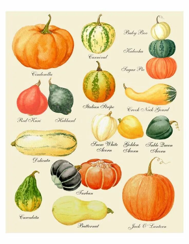 Разновидности тыквы фото и названия и описание Pumpkin Print Pumpkin Art Pumpkin Chart Print Harvest Print Autumn Print Thanksg