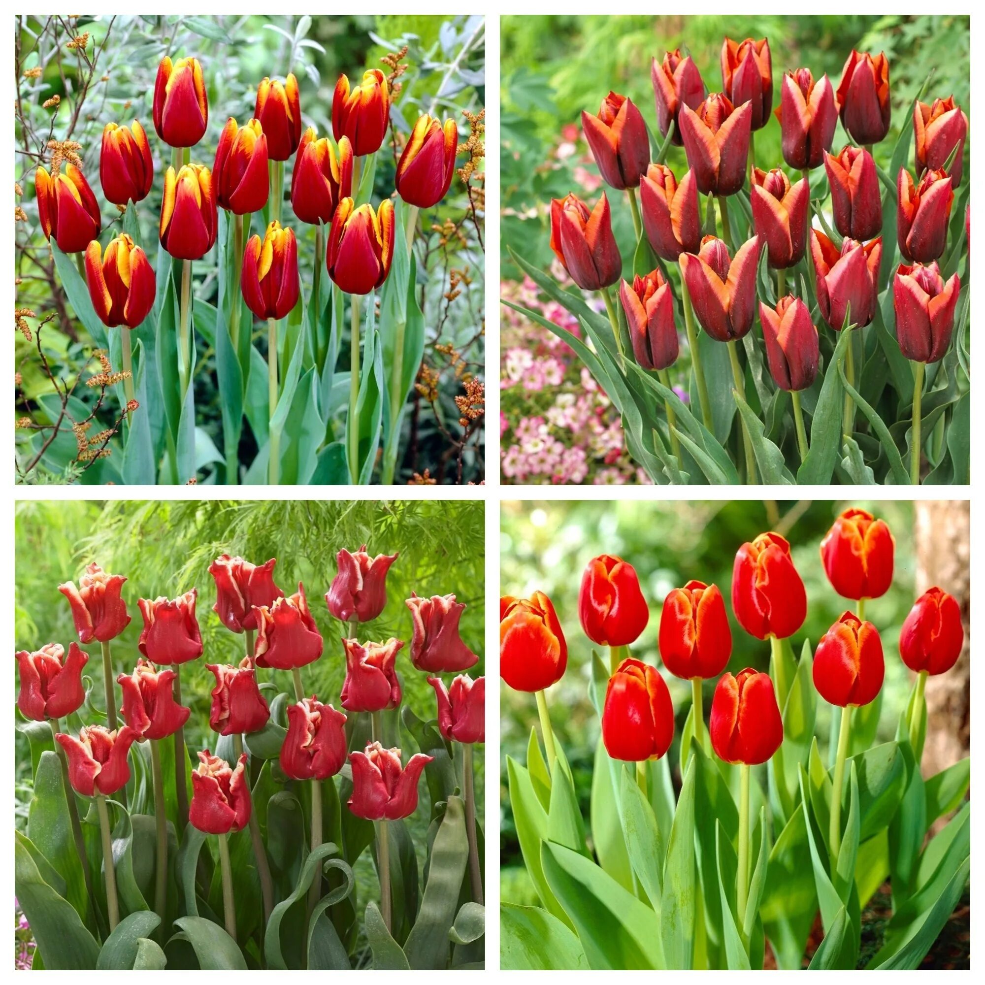 Tulip Bulbs Flower Bulbs Garden Tulip Flower Seeds 5 Bulbs Tulip seeds, Flower s