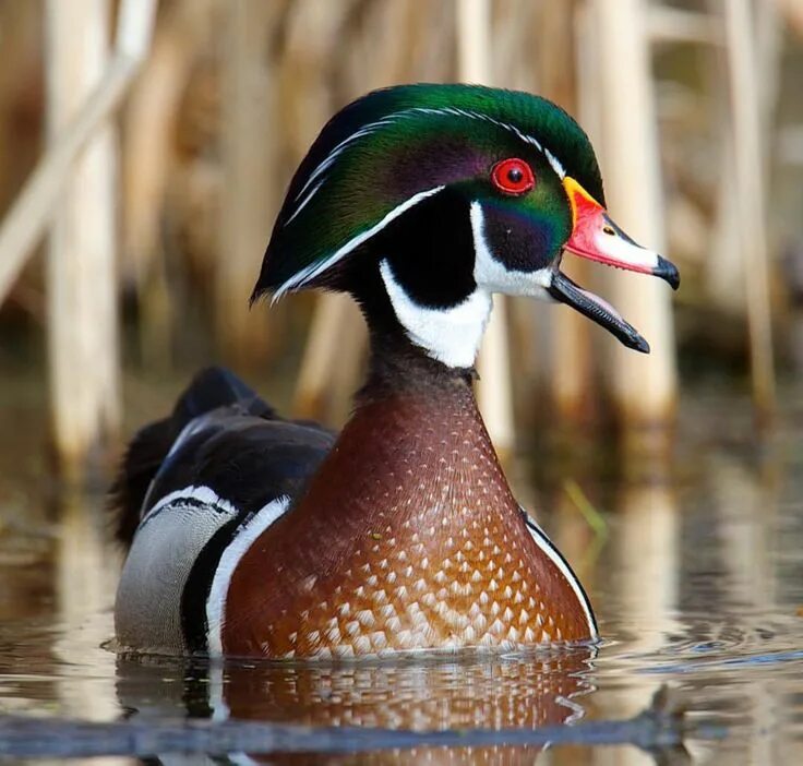 Разновидности уток диких с фото Wood duck Wood ducks, Hunting fishing, Animals