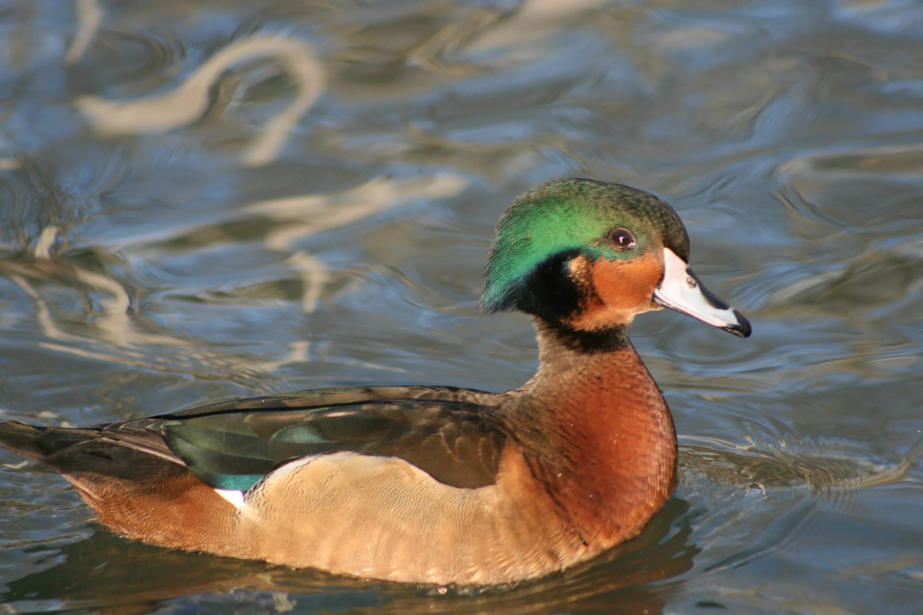 Разновидности уток диких с фото Sharp-winged Teal x Wood Duck Wood ducks, Duck pictures, Duck art