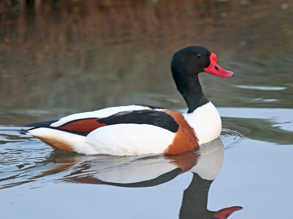 Разновидности уток диких с фото Common Shelduck - eBird Types of ducks, Birds wallpaper hd, Bird