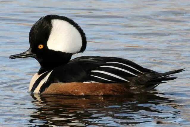 Разновидности уток диких с фото Tufted Duck - A Widespread and Distinctive Diver Types of ducks, Duck species, W