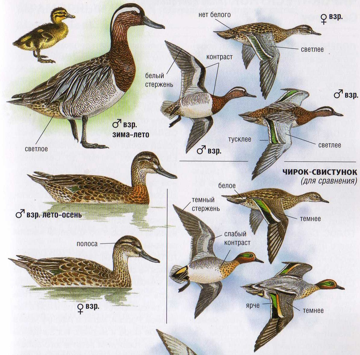 Разновидности уток диких с фото и названиями Дикие утки виды с названиями
