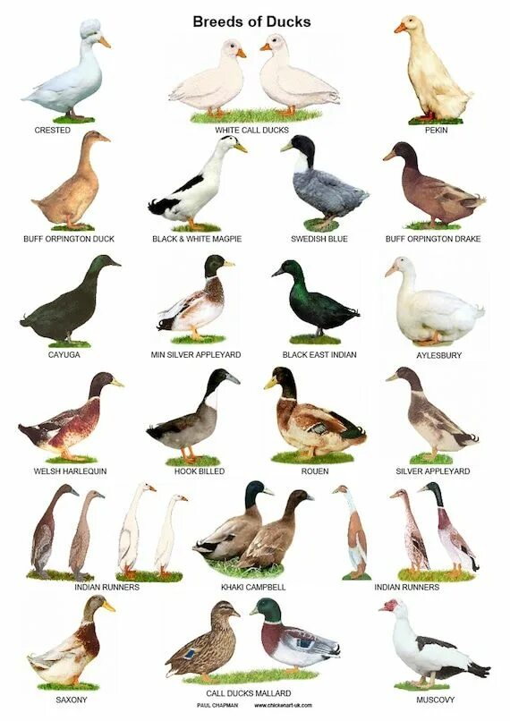 Разновидности уток диких с фото и названиями A4 Laminated Posters. Breeds of Ducks - Etsy Duck breeds, Pet ducks, Geese breed